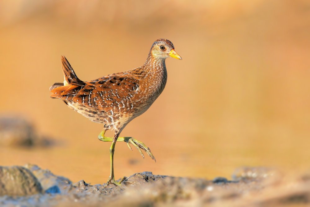 Poser von Marco Gentili