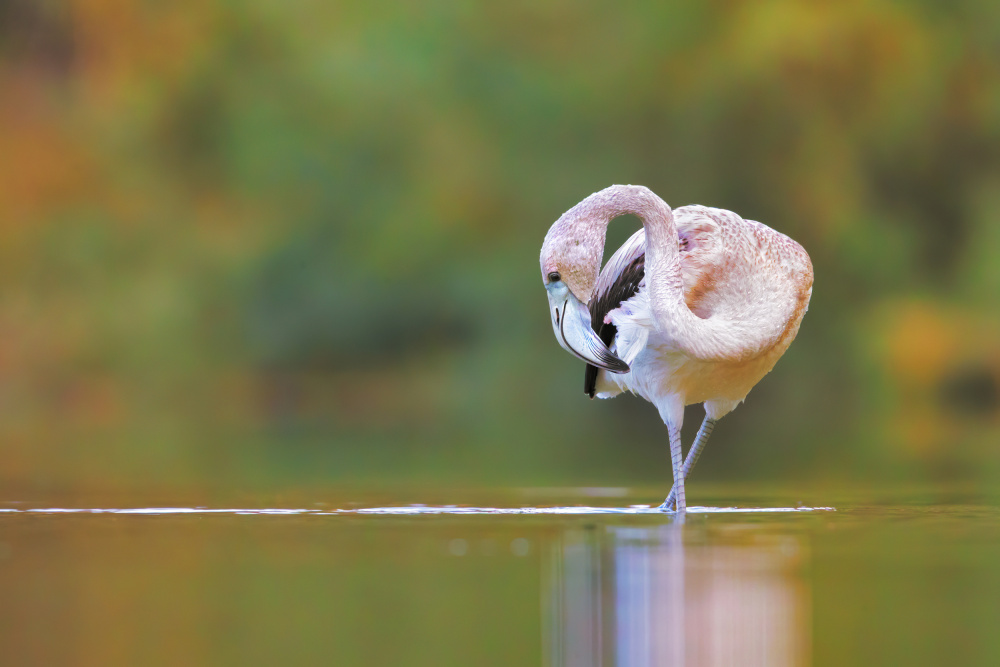 Cleaning in the morning von Marco Gentili