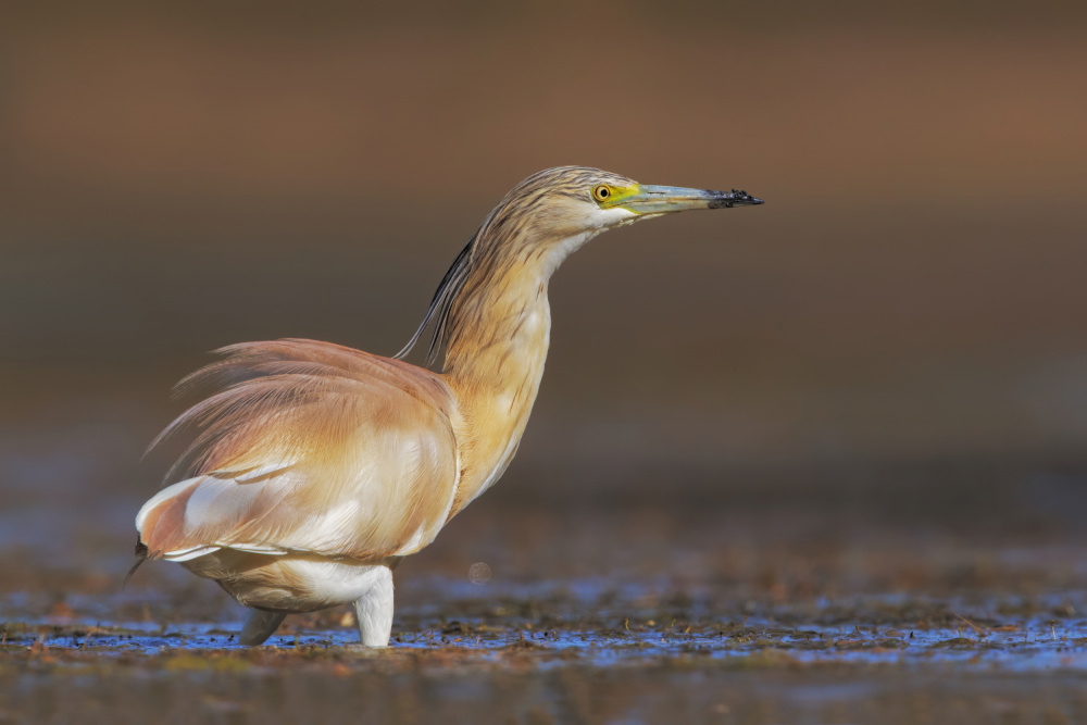 Wait for a prey von Marco Gentili