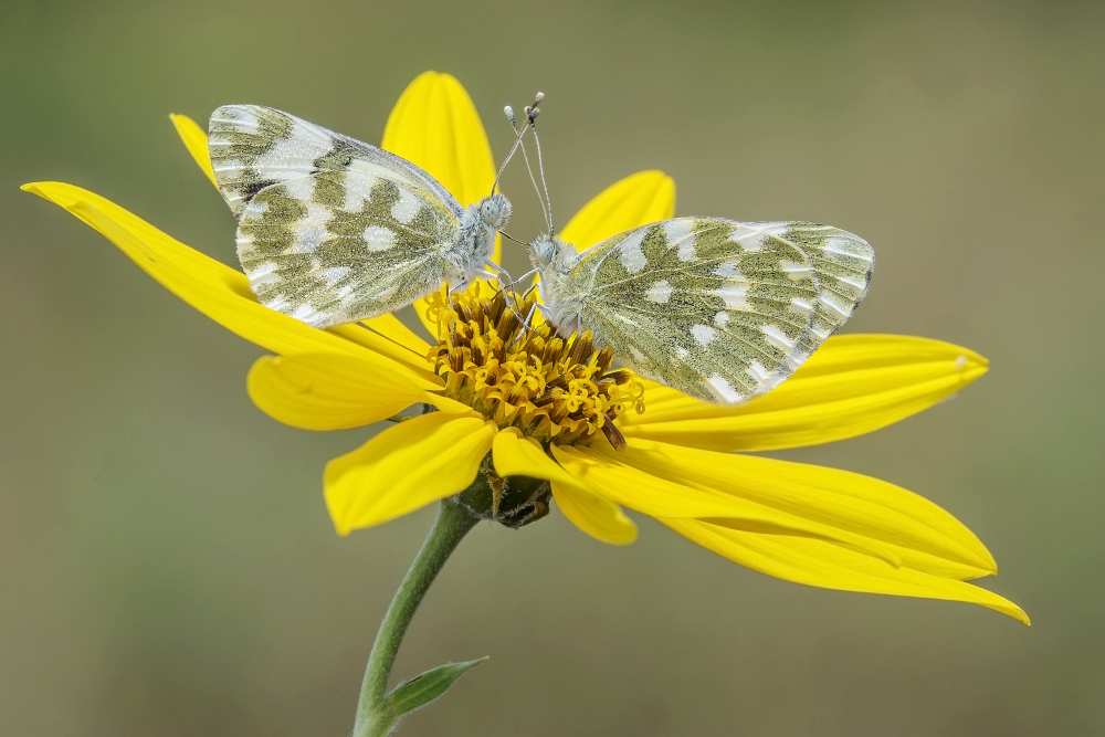 Pontia Edusa von Marco Polonioli