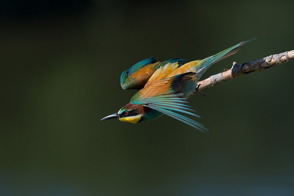 Take-off von Marco Pozzi