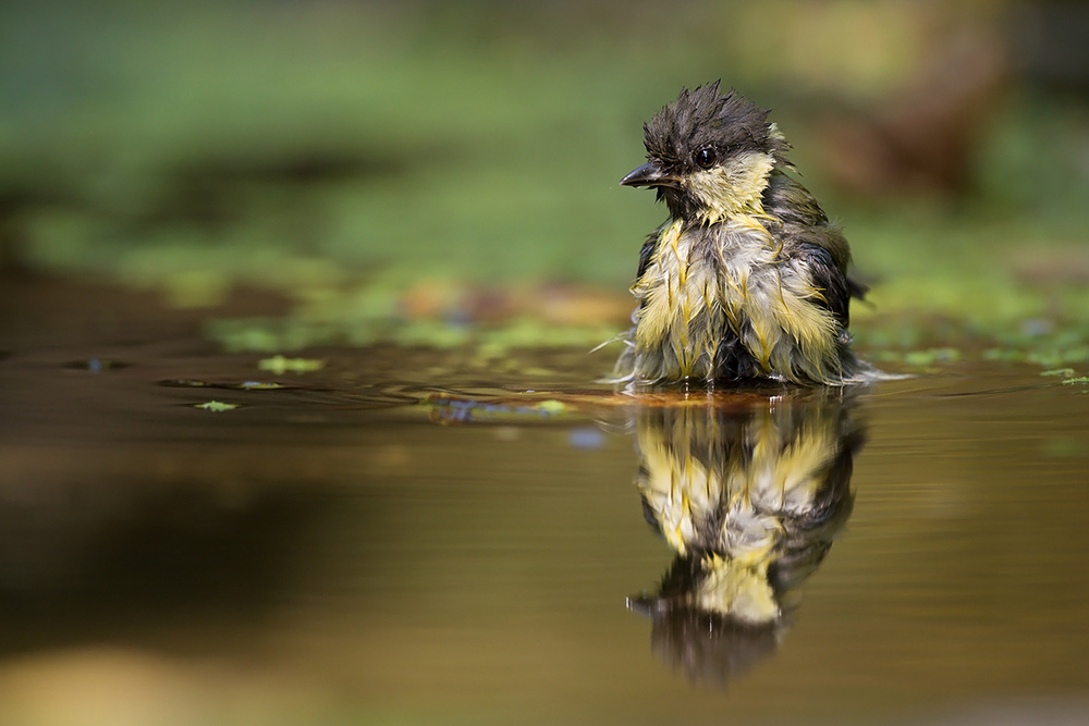 At the mirror von Marco Pozzi