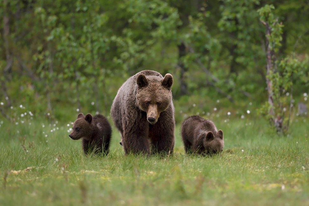 Walking on the grass von Marco Pozzi