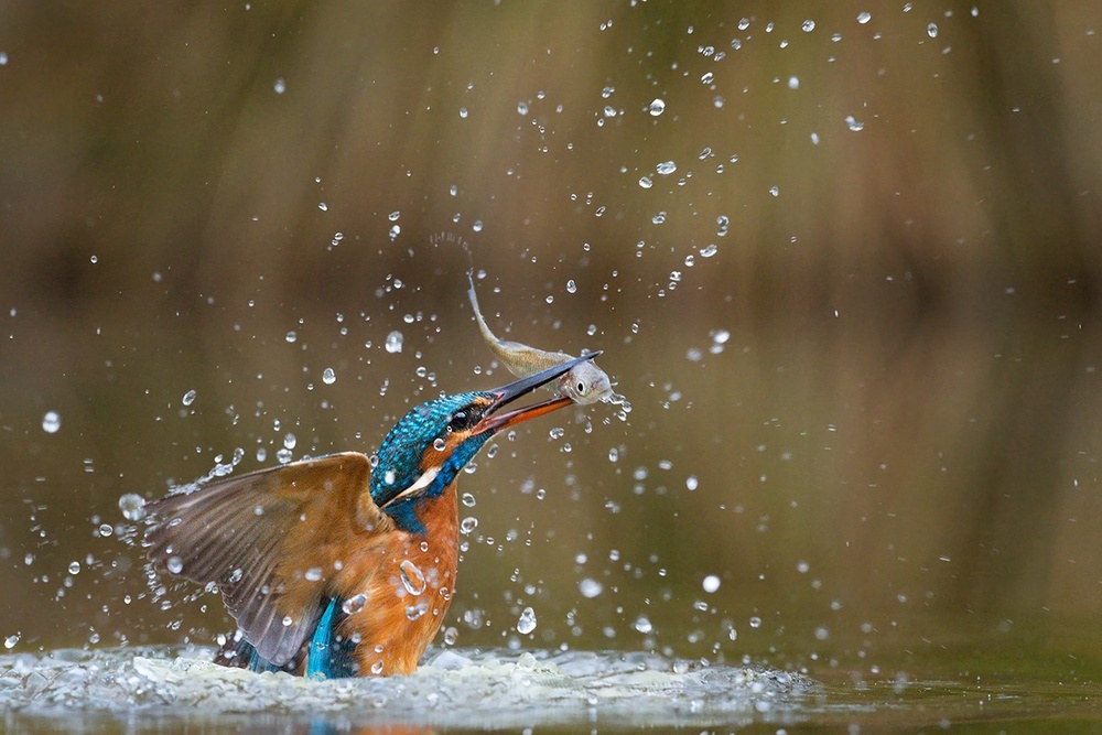 Rising from the waters von Marco Pozzi