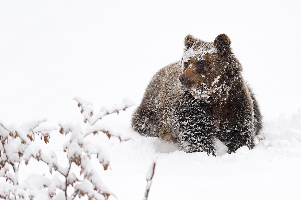 Bear in the snow von Marco Pozzi