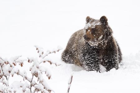 Bear in the snow