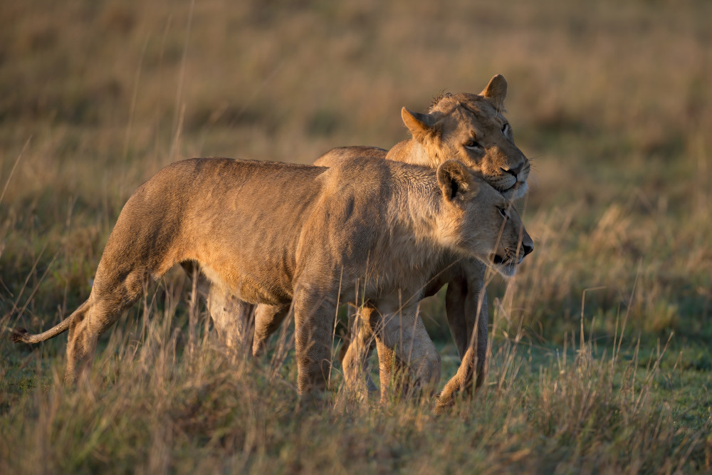 Brothers von Marco Pozzi