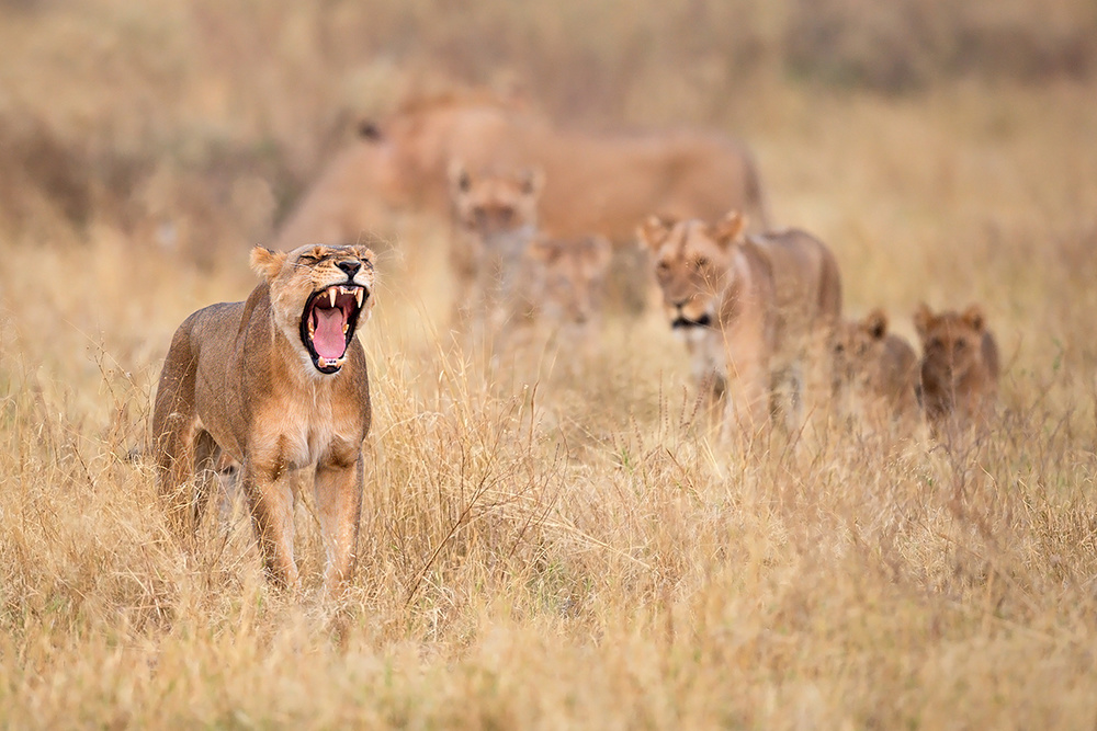 Roar!! von Marco Pozzi