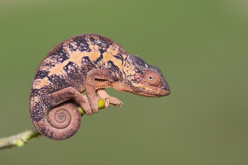 Lady Chameleon von Marco Pozzi