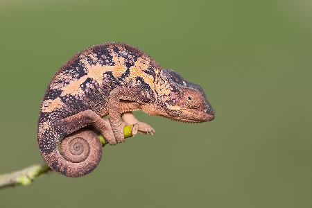 Lady Chameleon