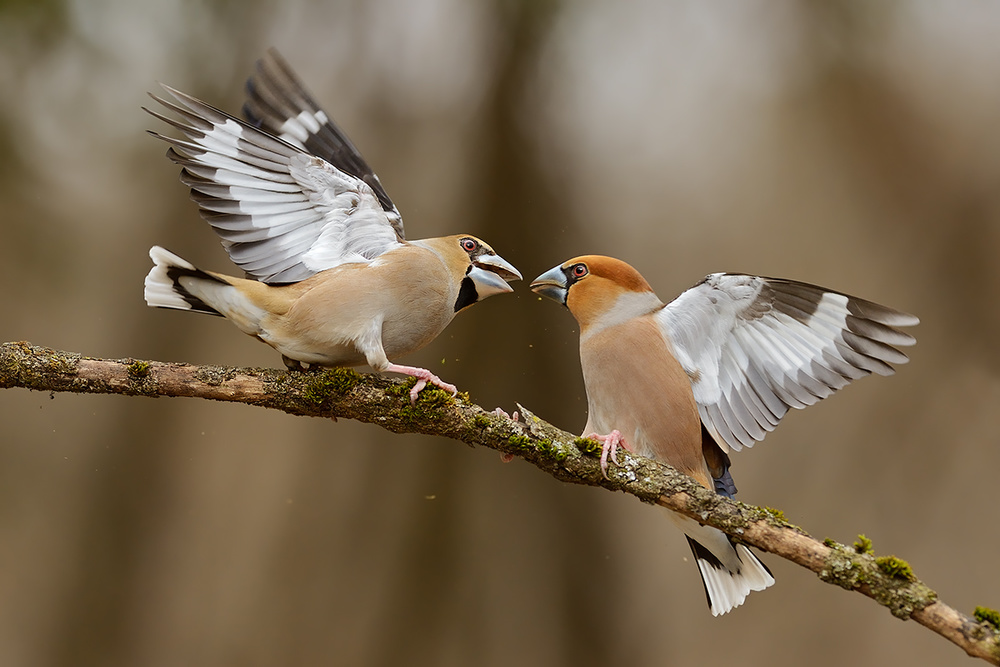 The couple von Marco Pozzi