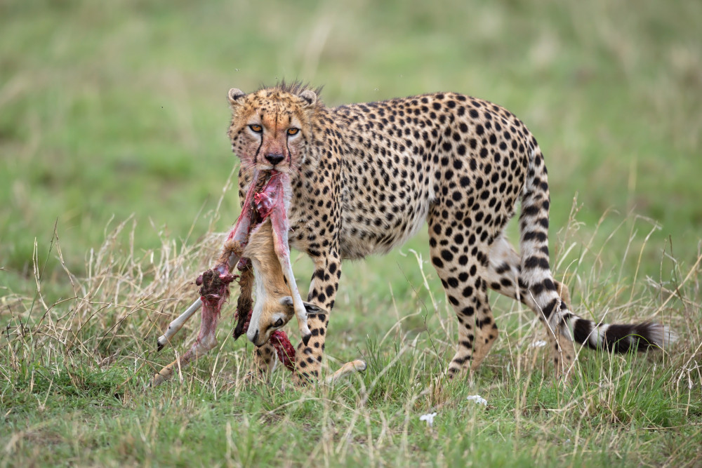 Thats Nature von Marco Pozzi