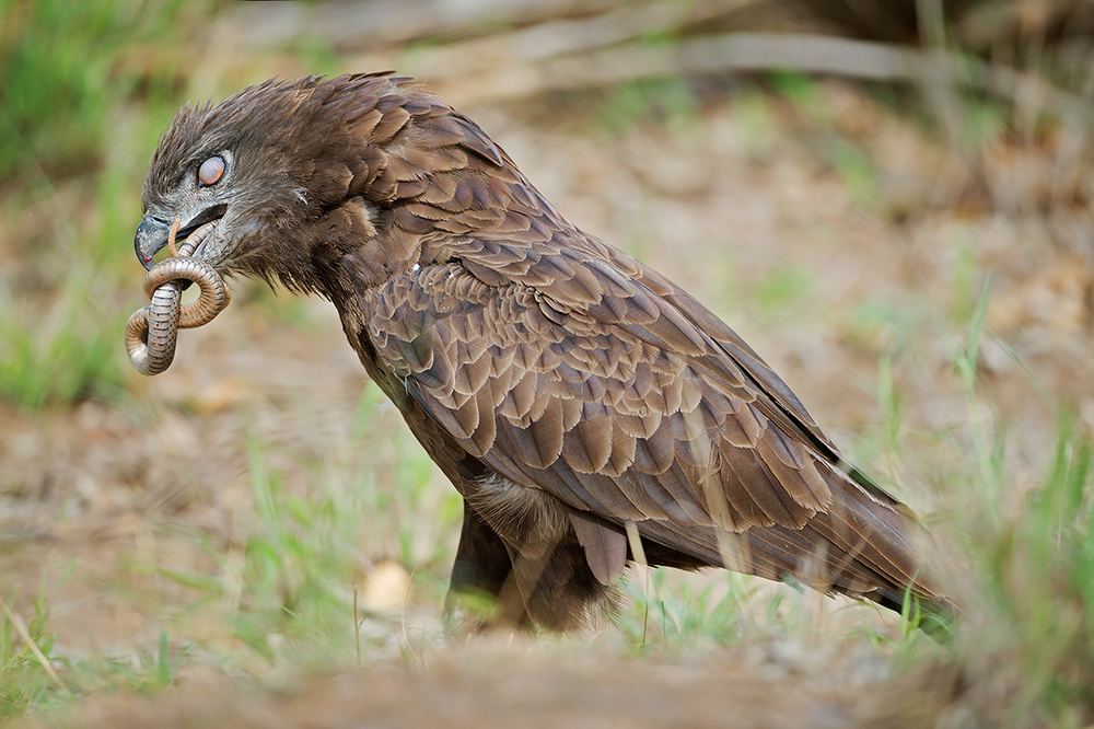 The eagle and the snake von Marco Pozzi