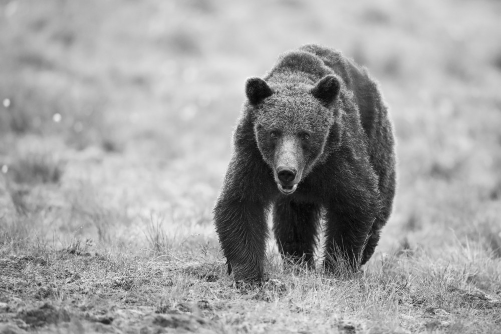 The Bear is here von Marco Pozzi