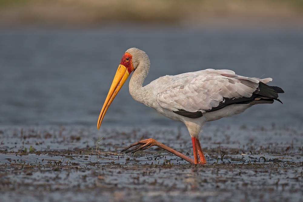 The yellow beak von Marco Pozzi