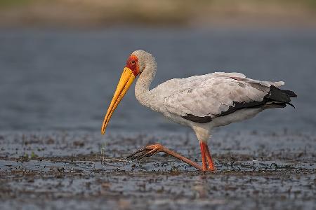 The yellow beak