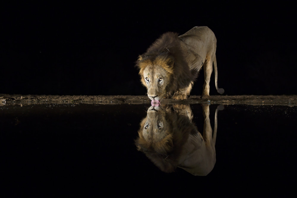 The king is thirsty von Marco Pozzi