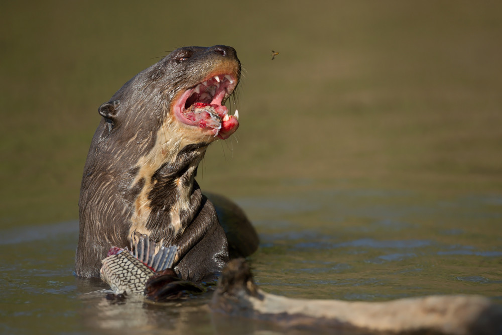 The otter, the catfish and the bee von Marco Pozzi