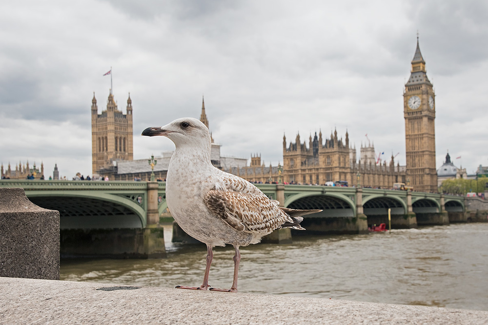 The Guardian von Marco Pozzi