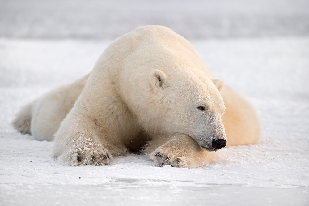 The White Giant von Marco Pozzi