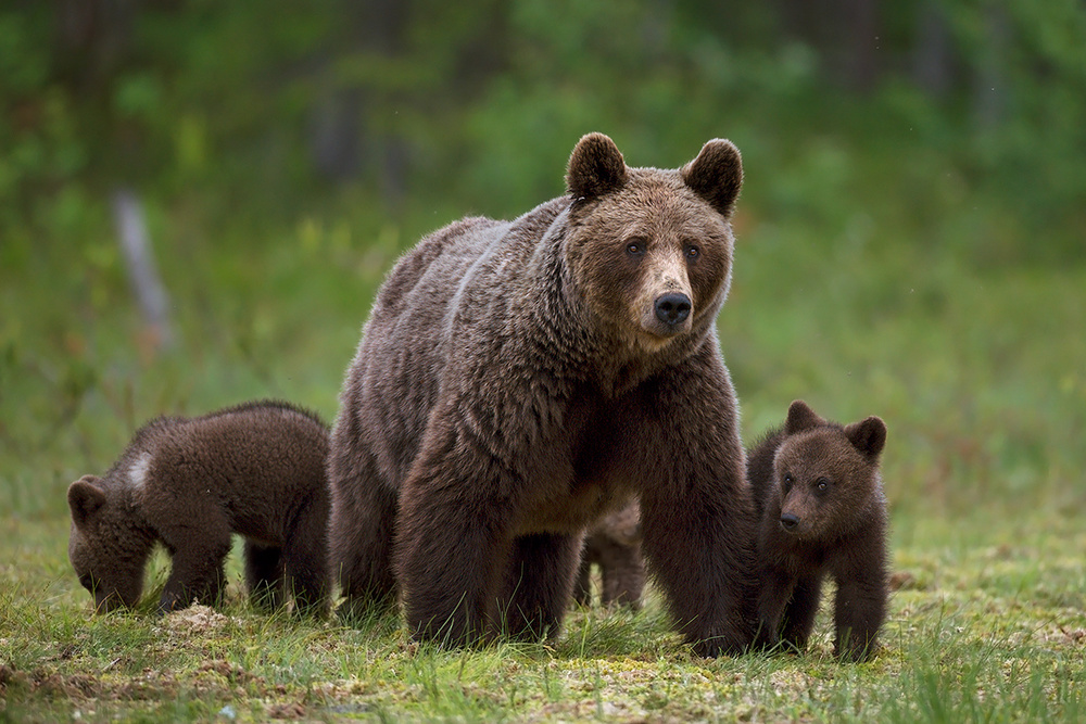 The family of the wood von Marco Pozzi