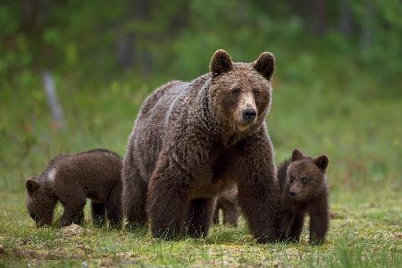 The family of the wood