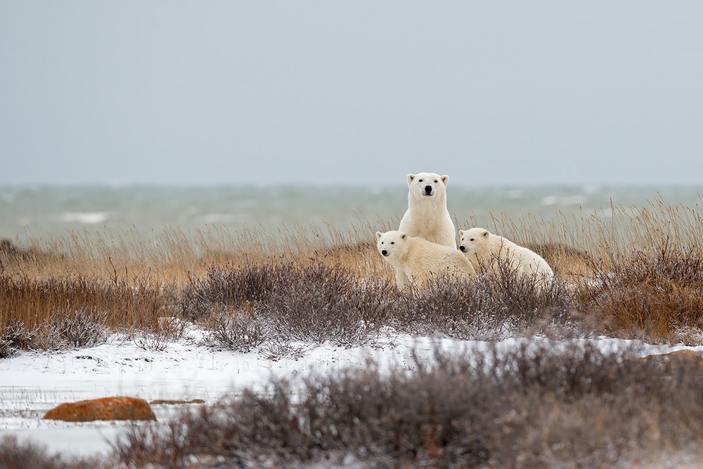 The family in the wind von Marco Pozzi