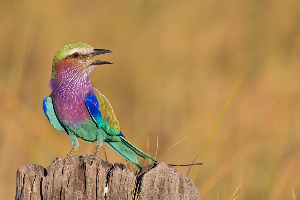 The colours of beauty von Marco Pozzi