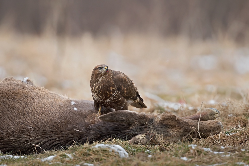 The big prey von Marco Pozzi