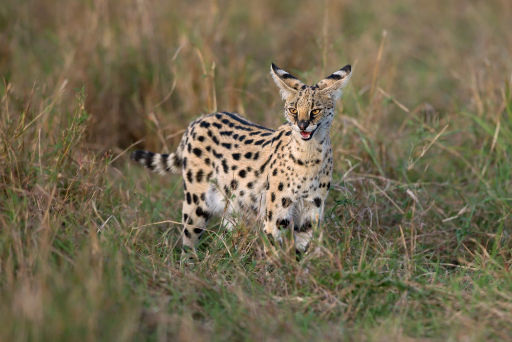 The cat is on the alert von Marco Pozzi