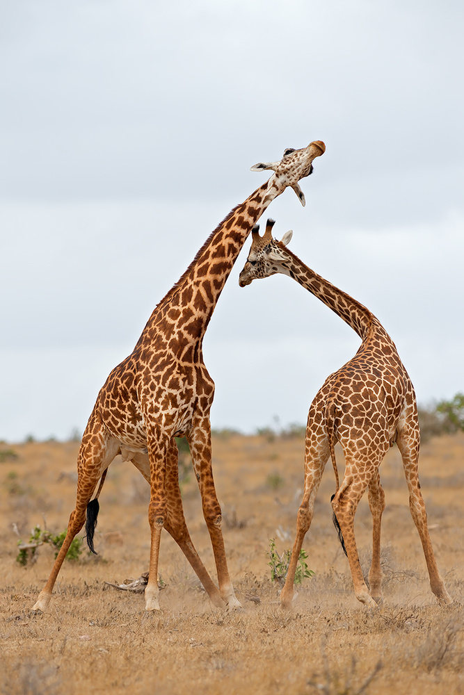 Necking von Marco Pozzi