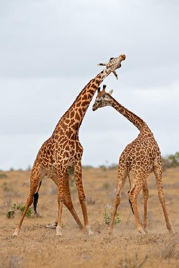 Necking