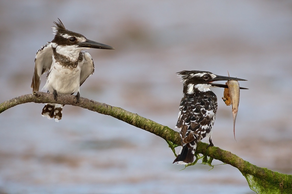 Kingfishers on the perch von Marco Pozzi