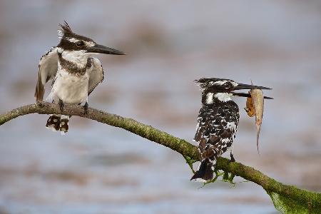 Kingfishers on the perch