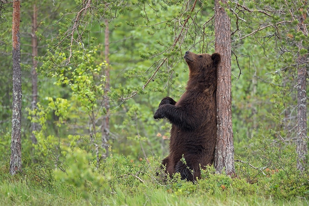 Relax in the forest von Marco Pozzi