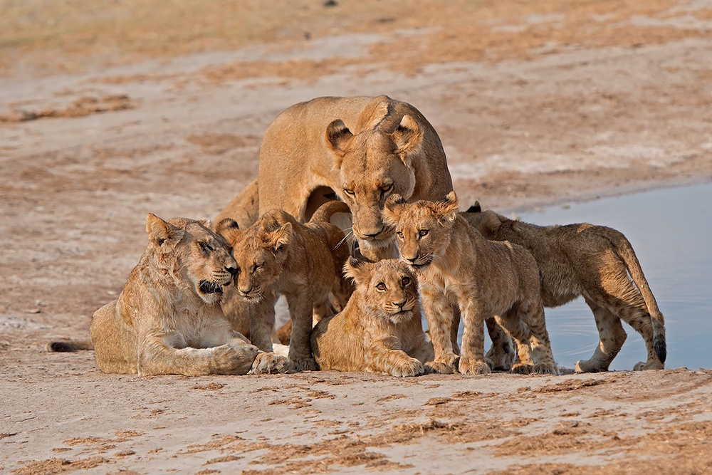 Family von Marco Pozzi