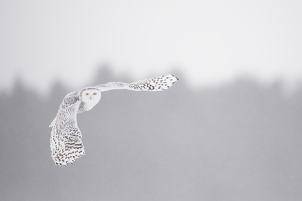 Flying in the frozen sky von Marco Pozzi