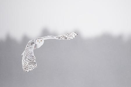 Flying in the frozen sky