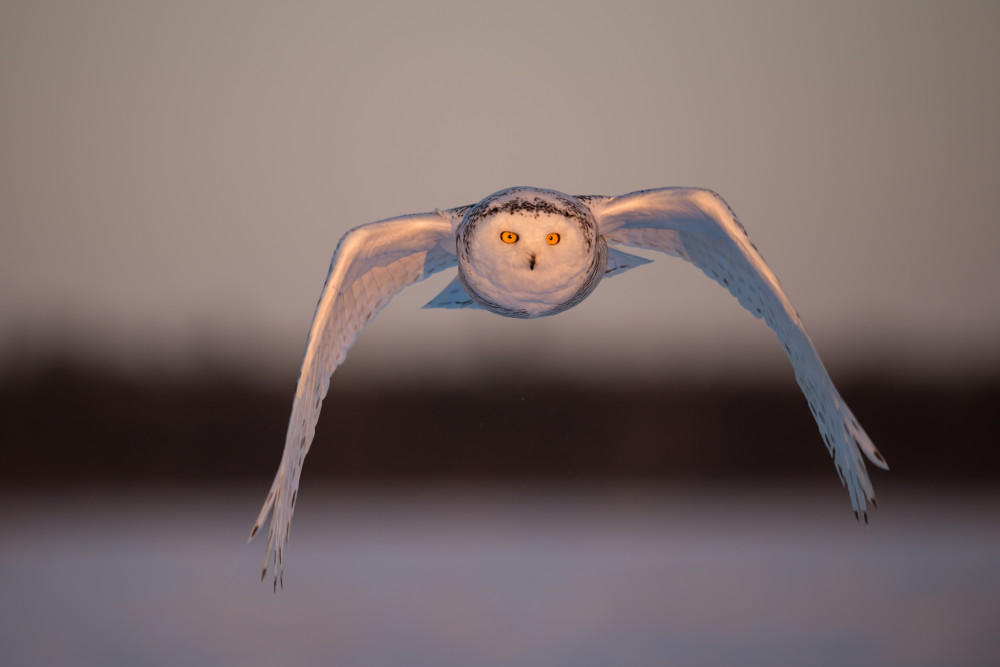 Flying von Marco Pozzi