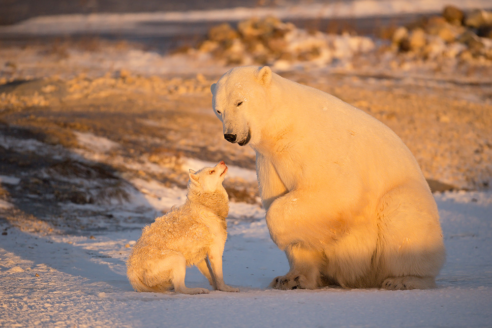 Friends von Marco Pozzi