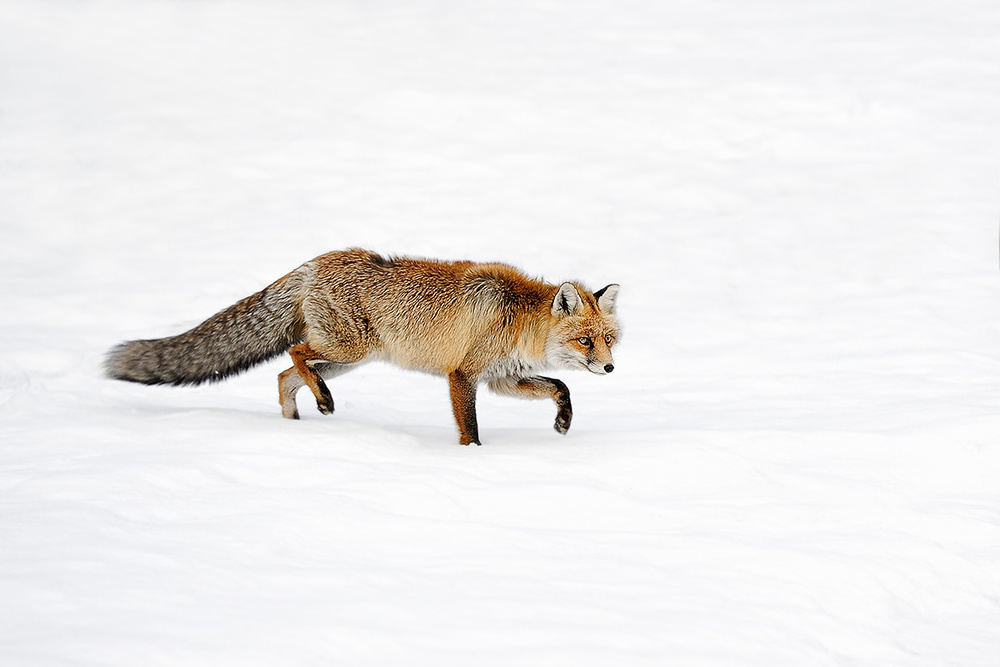 foxy von Marco Pozzi