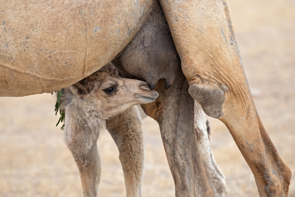 Feeding von Marco Pozzi