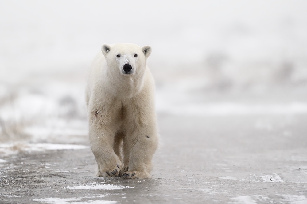 Walk von Marco Pozzi