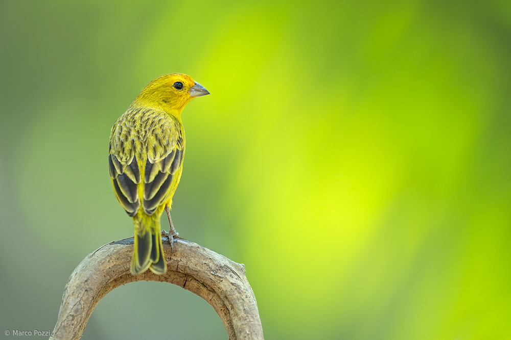 Yellow von Marco Pozzi