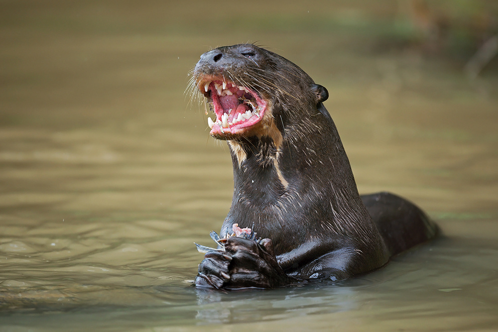 Hungry von Marco Pozzi