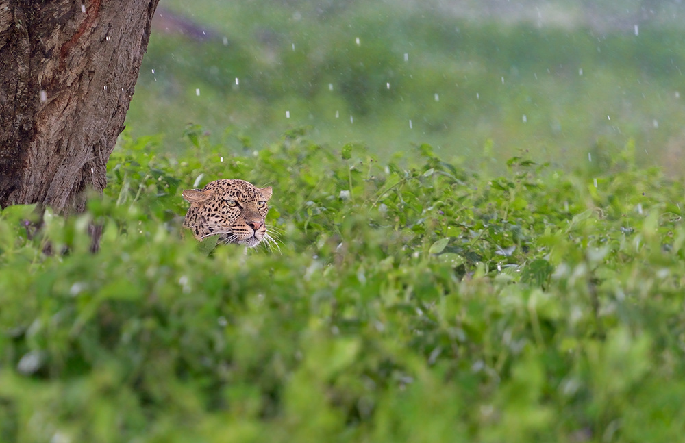 Under the rain von Marco Pozzi