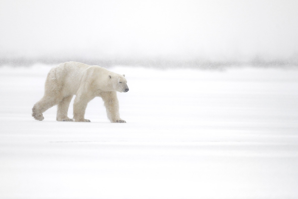 Walking in the snow von Marco Pozzi