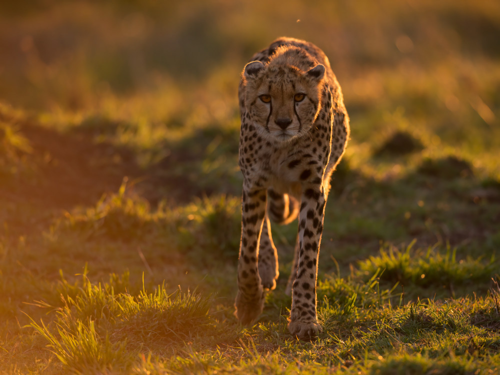 Into the light von Marco Pozzi