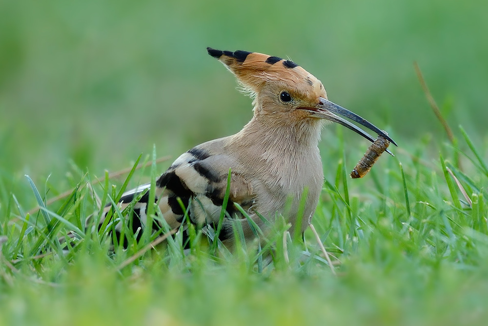 Hunting von Marco Pozzi