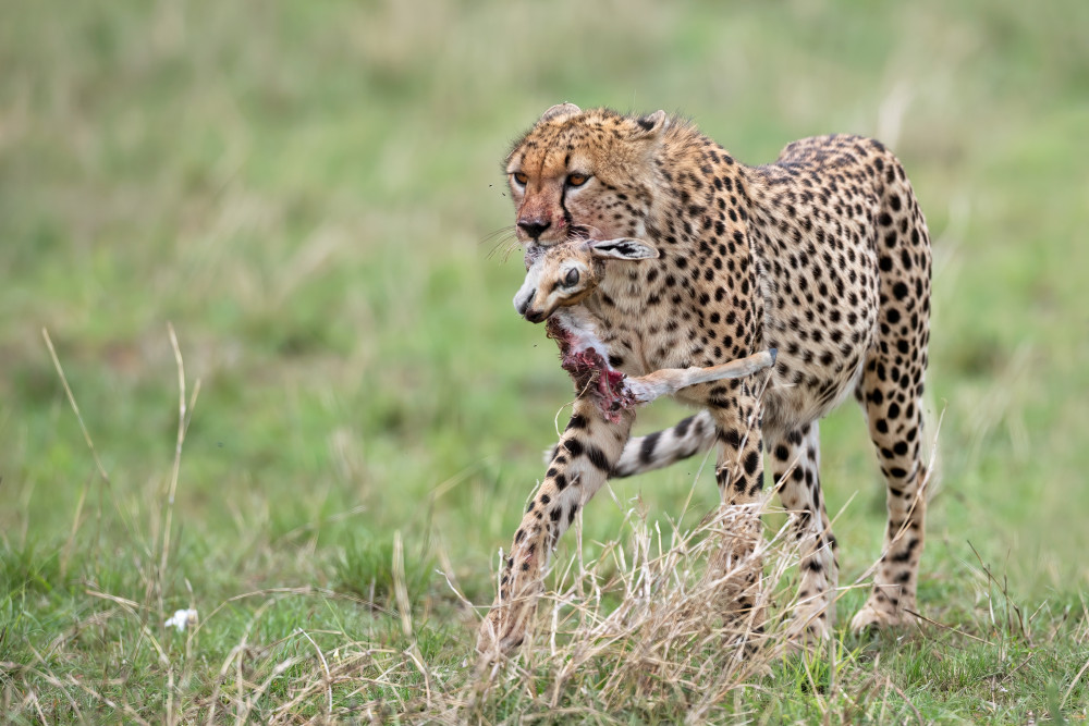 Hunting von Marco Pozzi